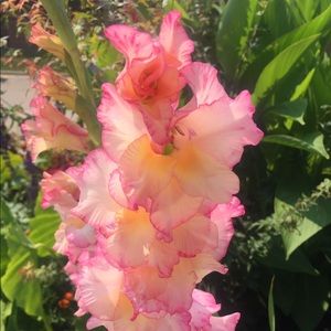 Meet your Posher, Callie